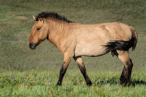 The Breeding-back Blog: The coat colour variation in the Przewalski's ...