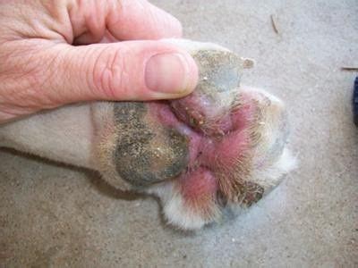 Pinterest | Dog yeast infection, Dog allergies, Yeast in dogs