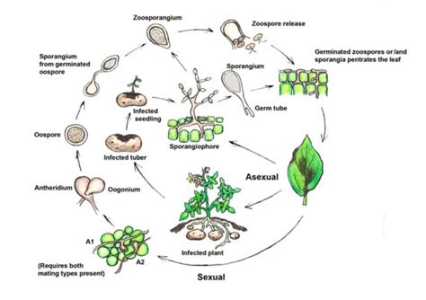 The life cycle of Phytophthora infestans. Illustration: H. P. Hovmalm. | Download Scientific Diagram