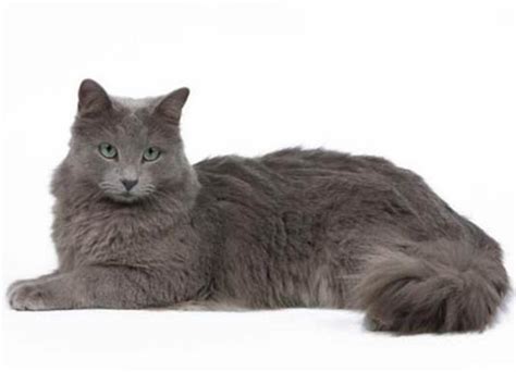 Nebelung | Cat Breeds Facts, Advice & Pictures | Mypetzilla UK