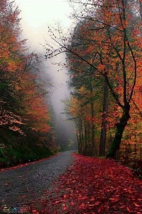 Autumn fog | Autumn scenery, Fall pictures, Nature photography