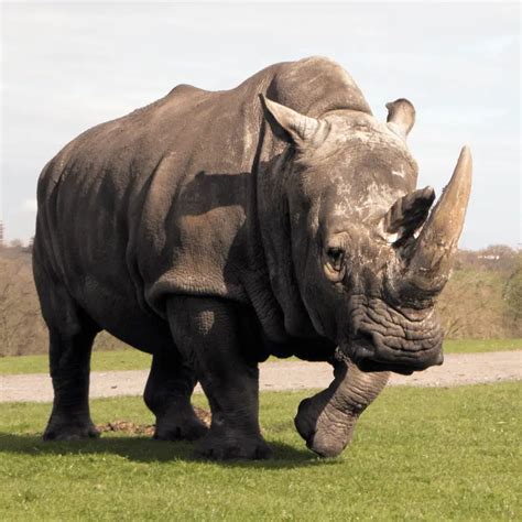 What Do Rhinos Eat? Includes Javan, Sumatran, Indian, White & Black Rhino Diet - Animal Ways