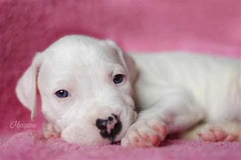 Puppies - Dogo Argentino kennel Blanco Solar