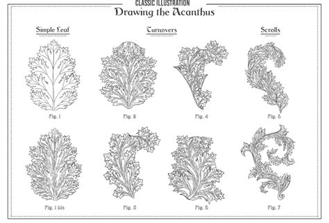 Drawing the Acanthus | Skillshare Student Project