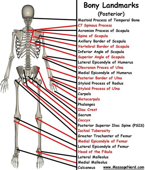 Bony Landmarks - Sports Medicine I : 2012-2013