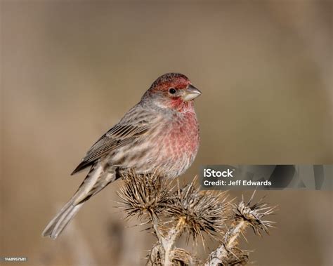 Male House Finch Landing On Russian Thistle Seeds Stock Photo - Download Image Now - Animal ...