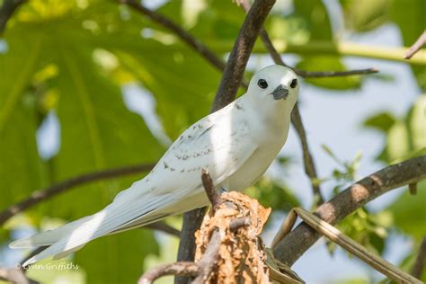 Fairy Tern chick close to fledging 501_8814.jpg | The Fairy … | Flickr