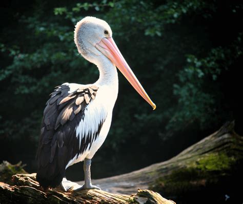 Pelican Symbolism: Exploring the Meaning of Spirit Animals