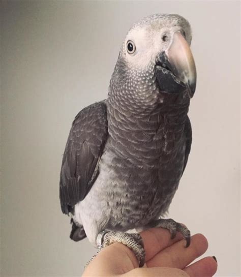 Timneh African Grey For Sale | Terry's Parrot Farm