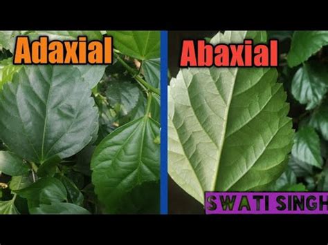 Adaxial and abaxial - YouTube