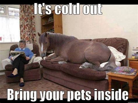 It's cold out, bring your pets inside | Horses, Funny horses, Funny animals