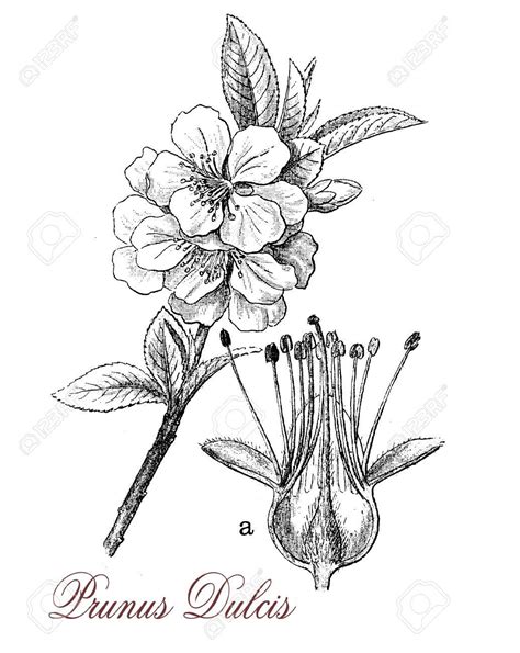 Pen And Ink Flower Drawing at GetDrawings | Free download