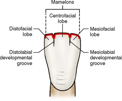 5: Development, Form, and Eruption | Pocket Dentistry