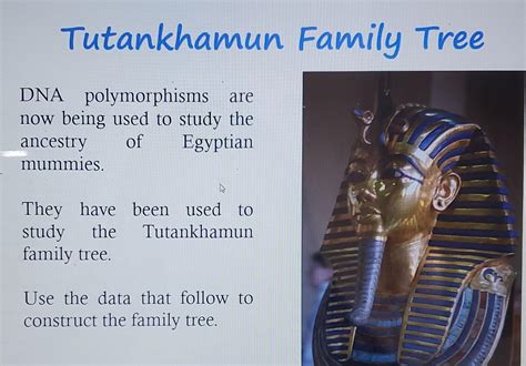 Solved Tutankhamun Family Tree DNA polymorphisms are now | Chegg.com