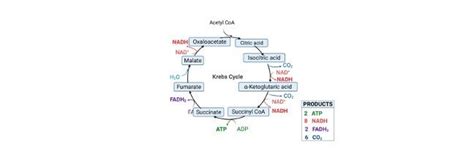 Krebs Cycle: Cellular Respiration, Full Steps With Diagram