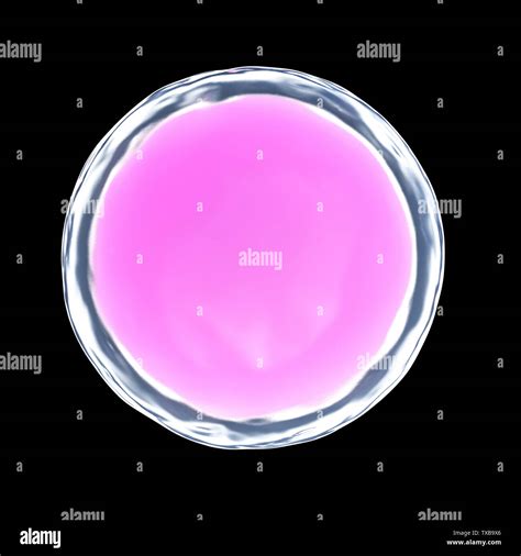 Human egg cell microscope hi-res stock photography and images - Alamy