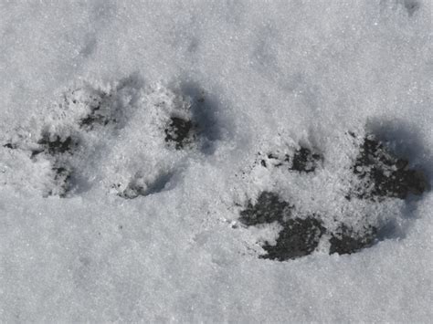 86 Coyote Tracks In Snow Royalty-Free Images, Stock Photos & Pictures ...