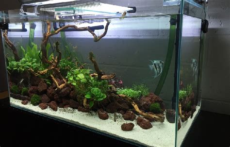 Brackish Water Aquarium: An Ultimate Guide - FishLab.com