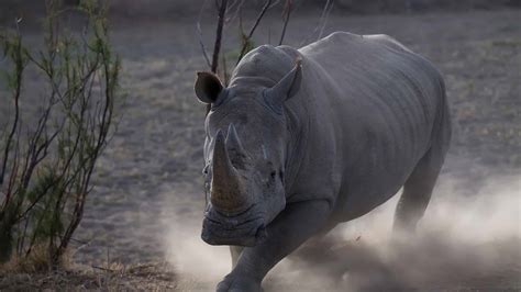 Charging Rhino Prey