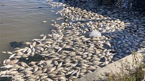 Large fish kill found in Cape Coral Canal