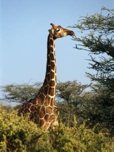 Why Do Giraffes Have Long Necks? » Child Development Labs | Blog ...