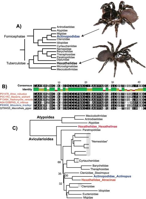 Phylogenomic reclassification of the world’s most venomous spiders ...