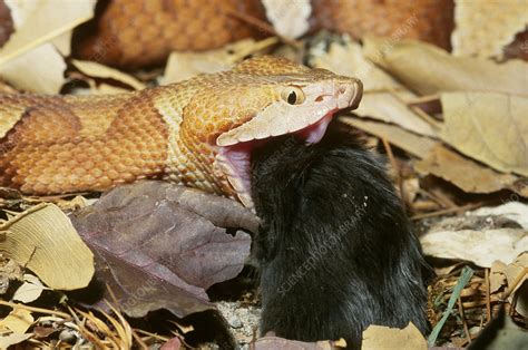 Copperhead Snake Eating - Stock Image - C002/1902 - Science Photo Library