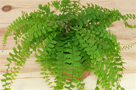 Maidenhair Fern (Adiantum caudatum)