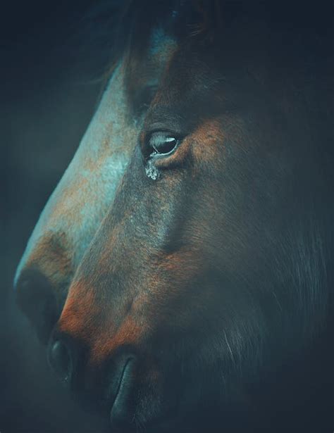 Muzzles of purebred domestic horses in shed · Free Stock Photo