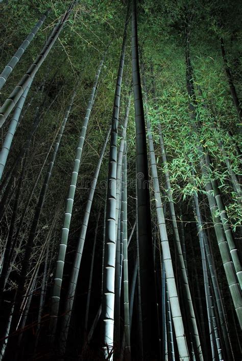 Bamboo forest at night stock photo. Image of destination - 40274514