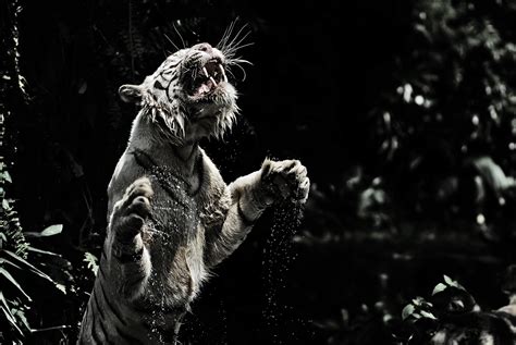 Download Animal White Tiger 4k Ultra HD Wallpaper