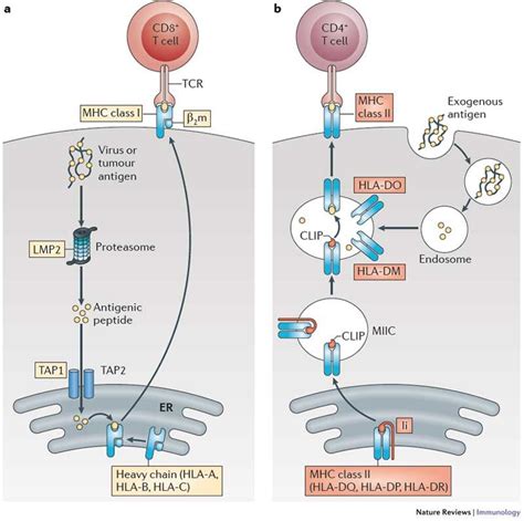 mhc class ii structure - Elvia Bello
