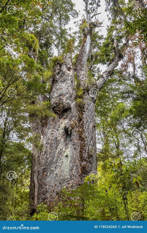 Kauri Protected Tree in New Zealand Stock Photo - Image of park, north: 178524260