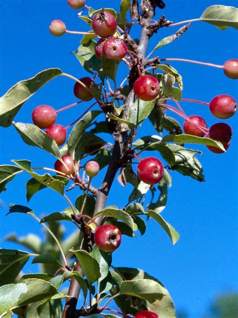 Best Crabapples for Your Yard | Better Homes & Gardens