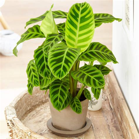 Add the Striped Beauty of Calathea Zebrina to Your Collection