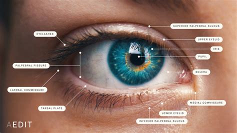 Sagging & Hooded Eyelids Overview - Causes, Treatment Options, and More | AEDIT