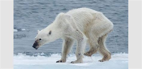 Polar bears starving with thinning of Arctic ice