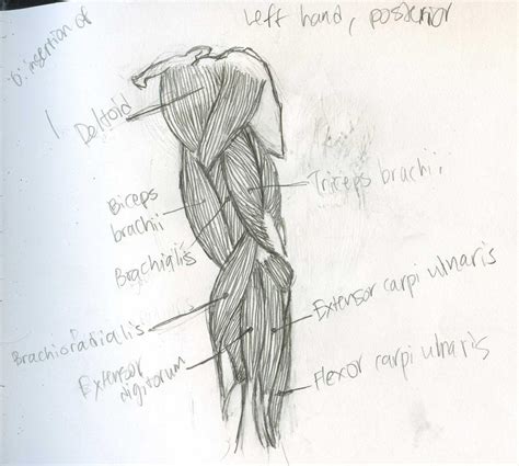 Muscles - Arm, Left, Posterior view by Mismatching-Socks on DeviantArt