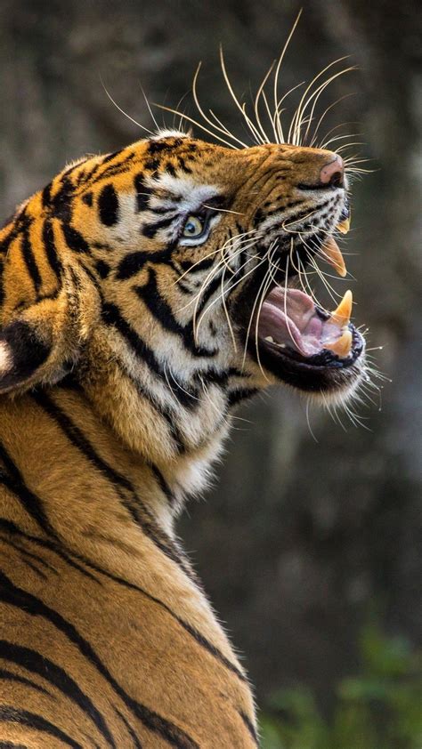 Tiger Roar Wallpapers - Top Free Tiger Roar Backgrounds - WallpaperAccess