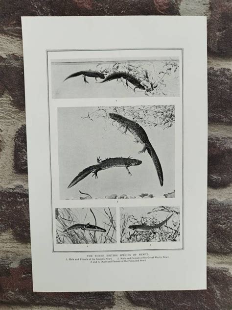 The Three British Species of Newts Antique Book Page - Etsy