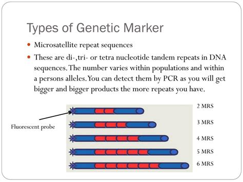 PPT - AS Biology PowerPoint Presentation, free download - ID:5707915