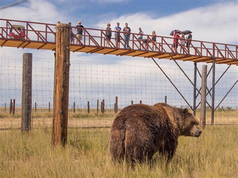 8 Wonderful Animal Sanctuaries to Visit in the U.S. - TripsToDiscover.com