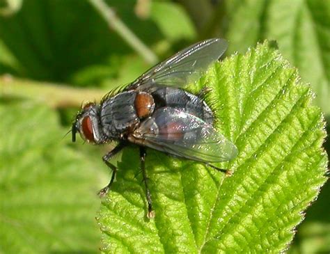 Diptera.info - Discussion Forum: Tachinidae sp.