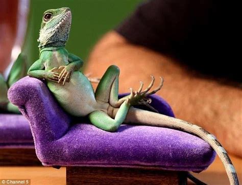 20 best funny iguana pics images on Pinterest | Iguanas, Funny pics and Lizards