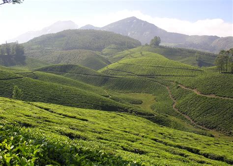 Visit Munnar on a trip to India | Audley Travel UK