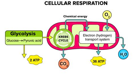 What are the three ways in which ATP is generated?