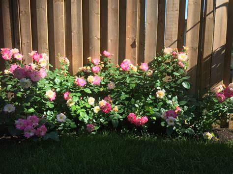 Pruning Roses – Horticulture For Home Gardeners