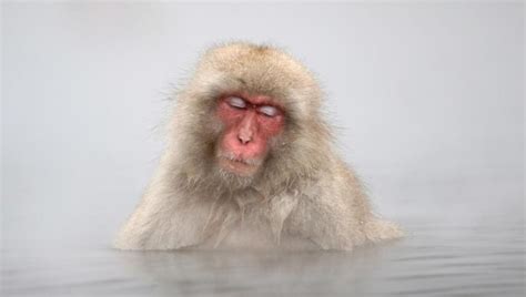 wallpaper Japanese Macaque Monkey In Hot Springs, Jigokudani, Japan HD : Widescreen : High ...