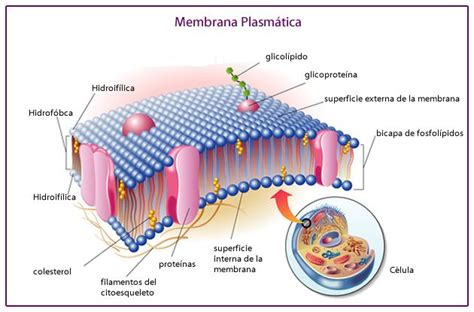 Membrana plasmática, Celula procariota y eucariota, Biología celular