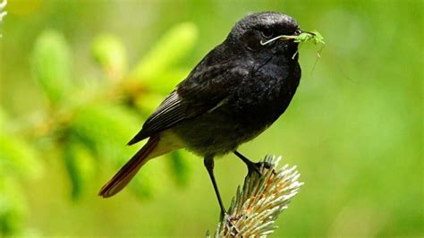 Do Birds Eat Grasshoppers? (Which birds and how to control)